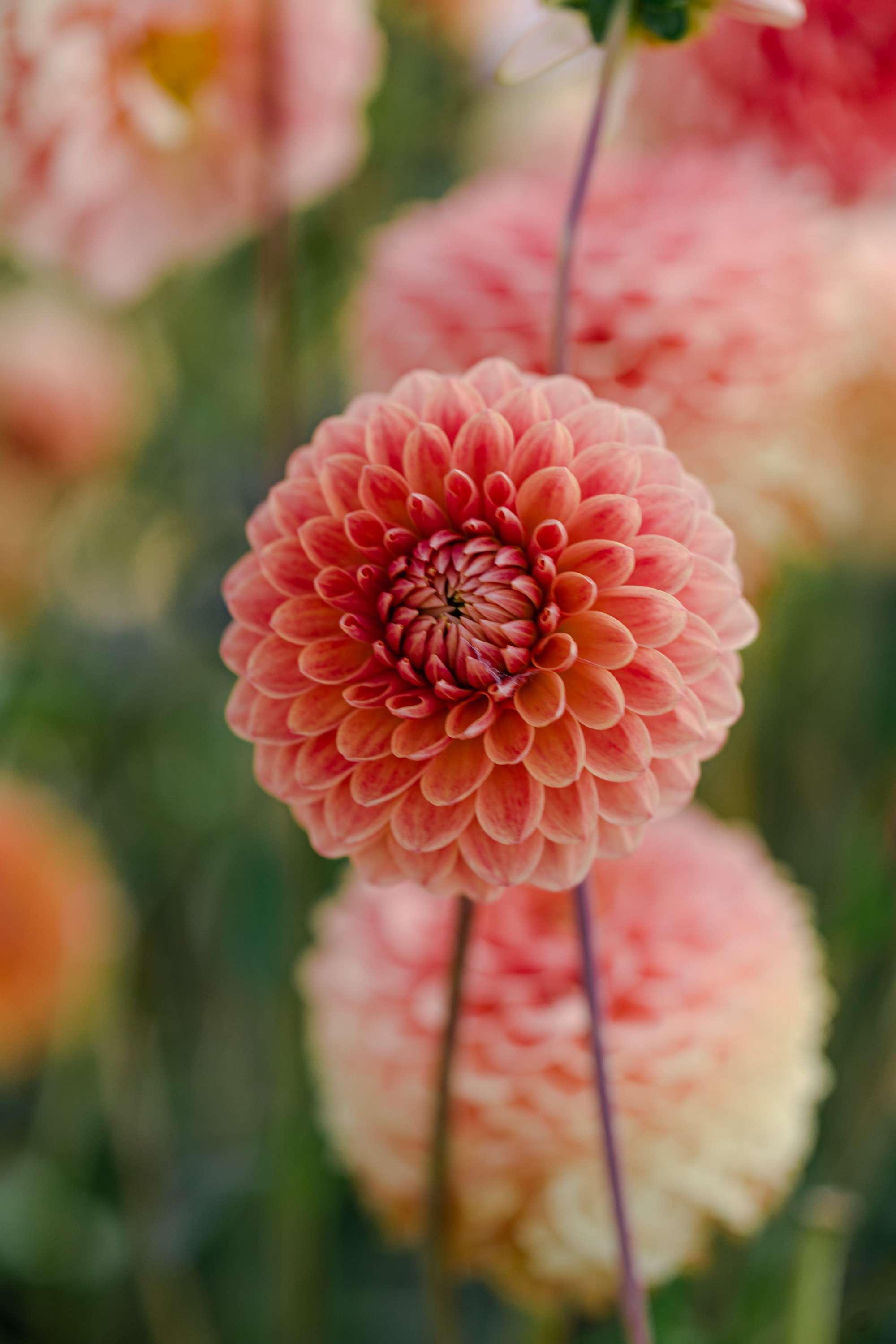 Dahlia 'Beatrice'